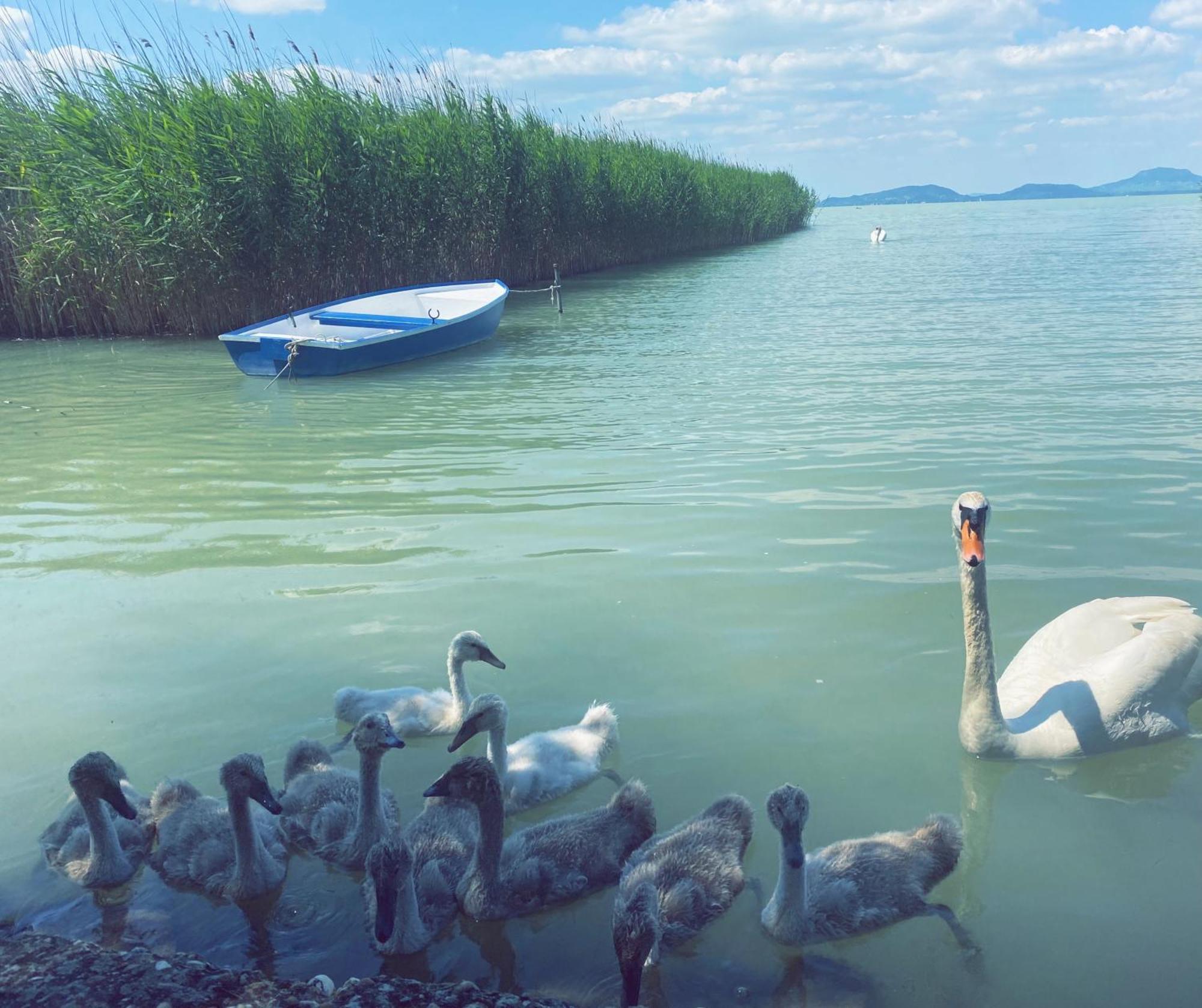 Balaton A Kertben - Balaton In The Garden - Beachfront Houses With Beautiful View, Private Beach Балатонфеньвеш Экстерьер фото